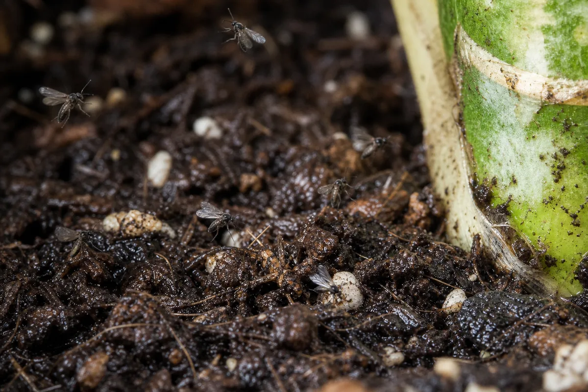Close-up of fungus gnats on Dieffenbachia Tropic Snow soil - tiny dark flies on damp potting mix at cane base
