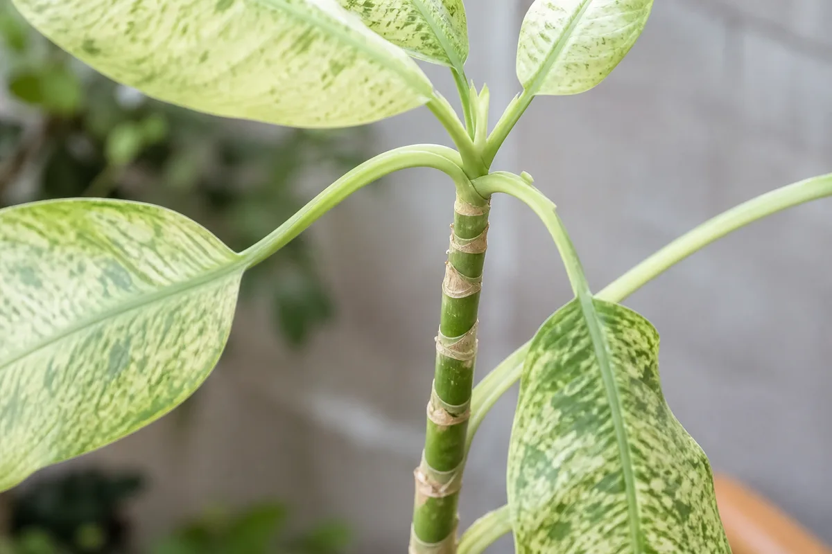 Close-up of Leggy Growth on Dieffenbachia Tropic Snow - diagnostic detail