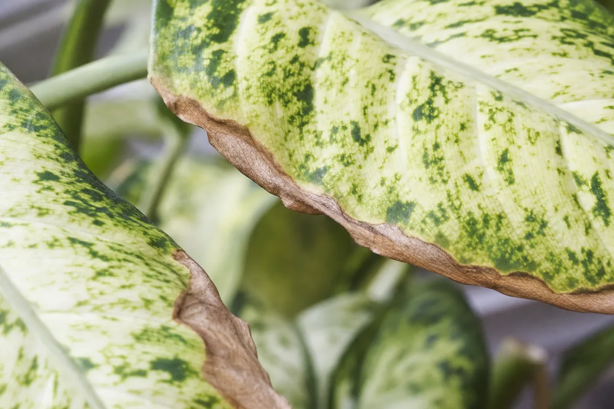 Close-up of Low Humidity on Dieffenbachia Tropic Snow - diagnostic detail