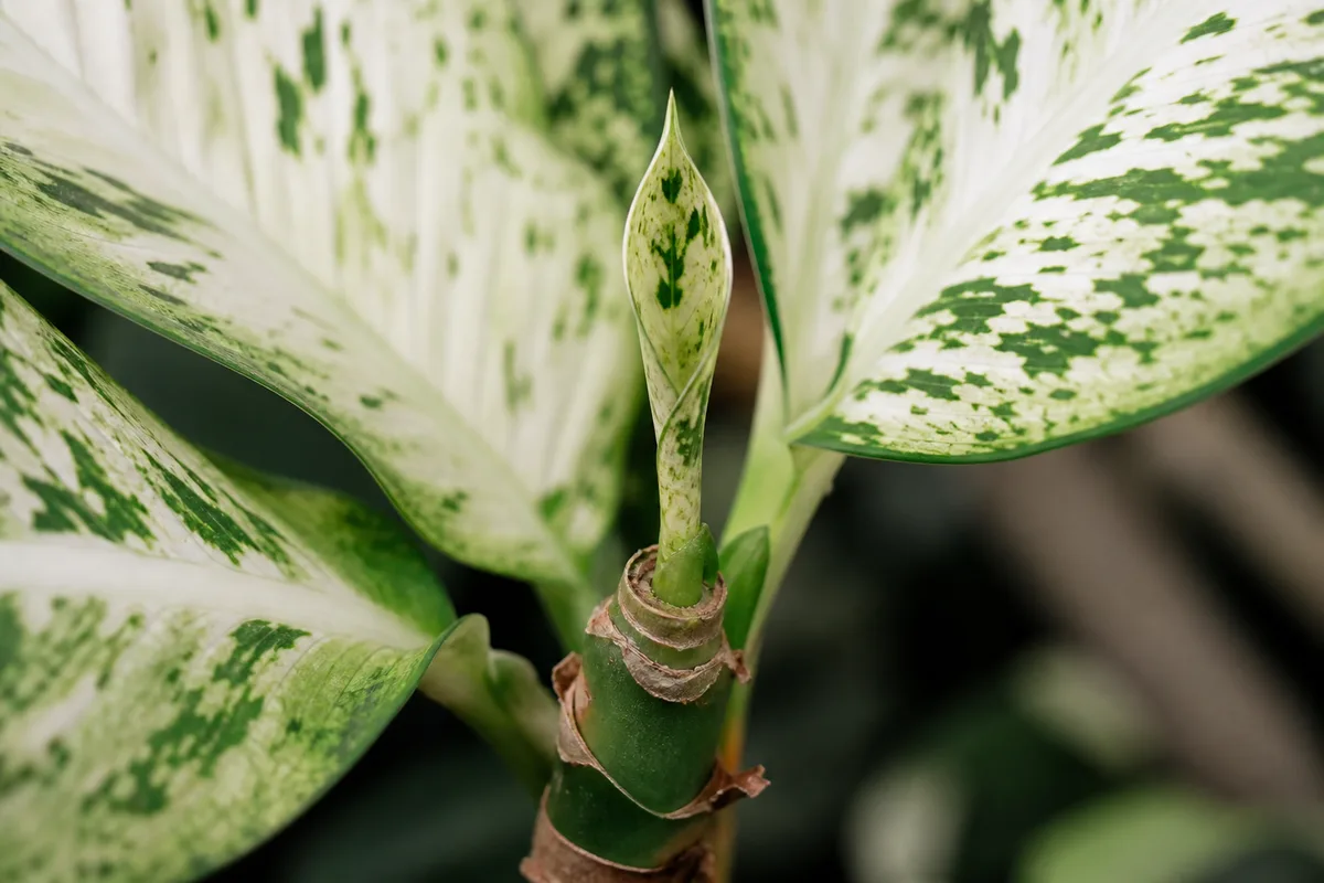 Close-up of Slow Growth on Dieffenbachia Tropic Snow - diagnostic detail