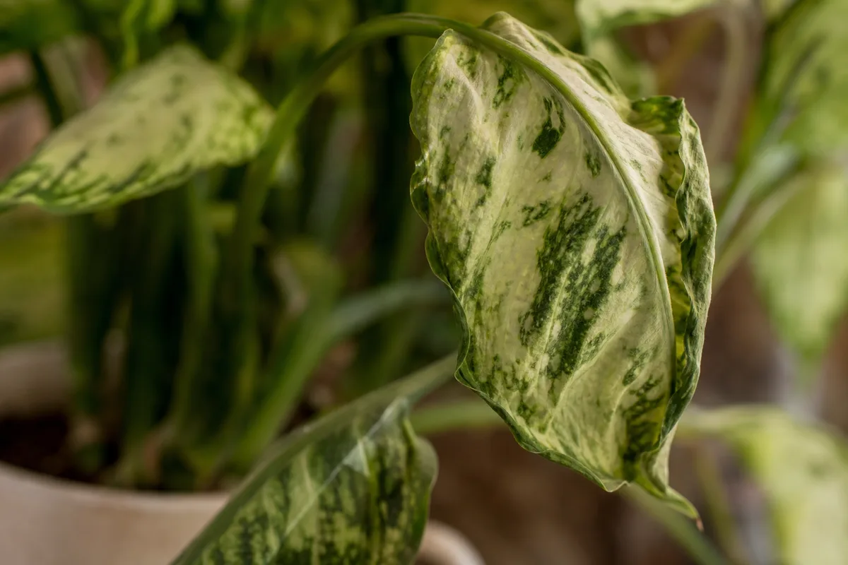Close-up of Wilting on Dieffenbachia Tropic Snow - diagnostic detail