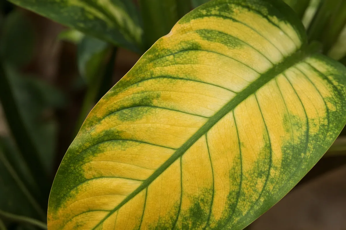 Close-up of Yellow Leaves on Dieffenbachia - diagnostic detail
