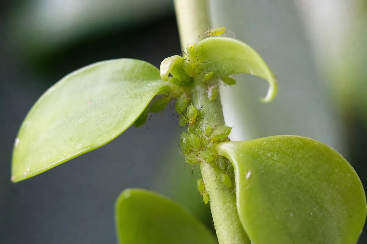 Close-up of aphids on Dischidia - pear-shaped insects clustered on a tender vine tip