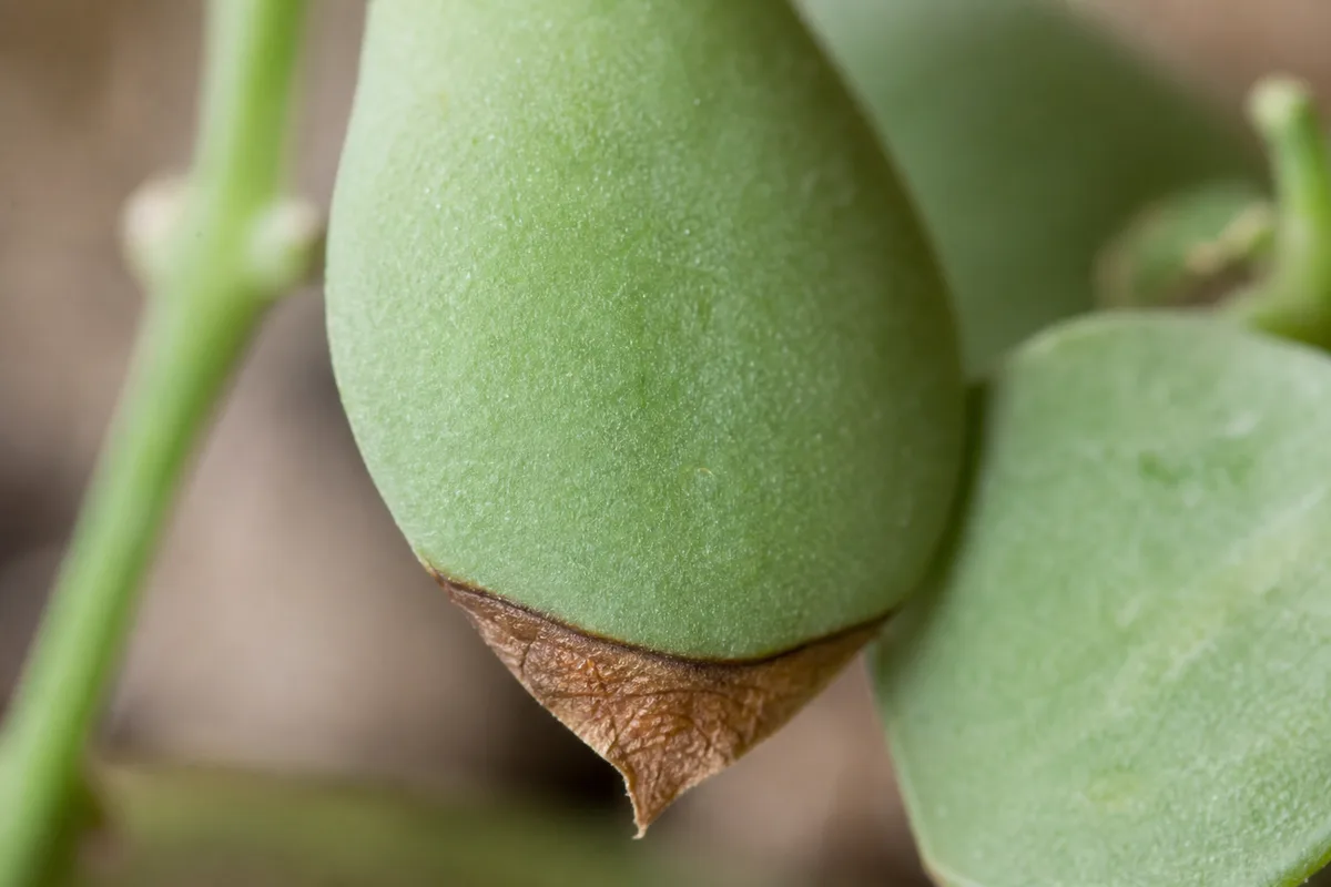 Close-up of Brown Tips on Dischidia - diagnostic detail