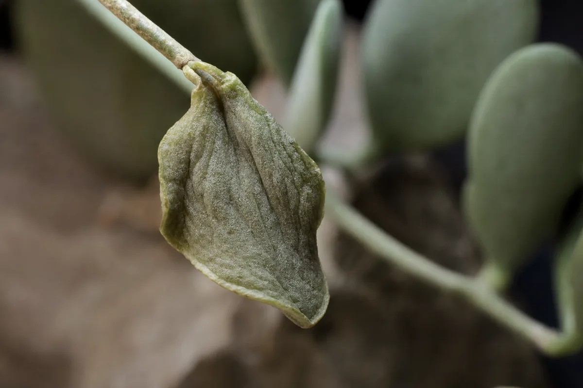 Close-up of Drooping Leaves on Dischidia - diagnostic detail