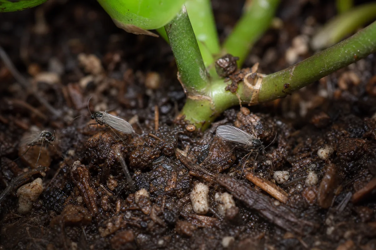 Close-up of Fungus Gnats on Dischidia - diagnostic detail