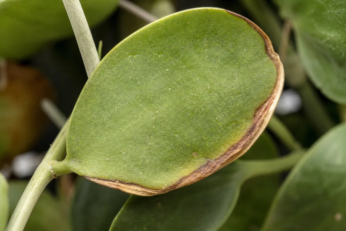 Close-up of Low Humidity on Dischidia - diagnostic detail
