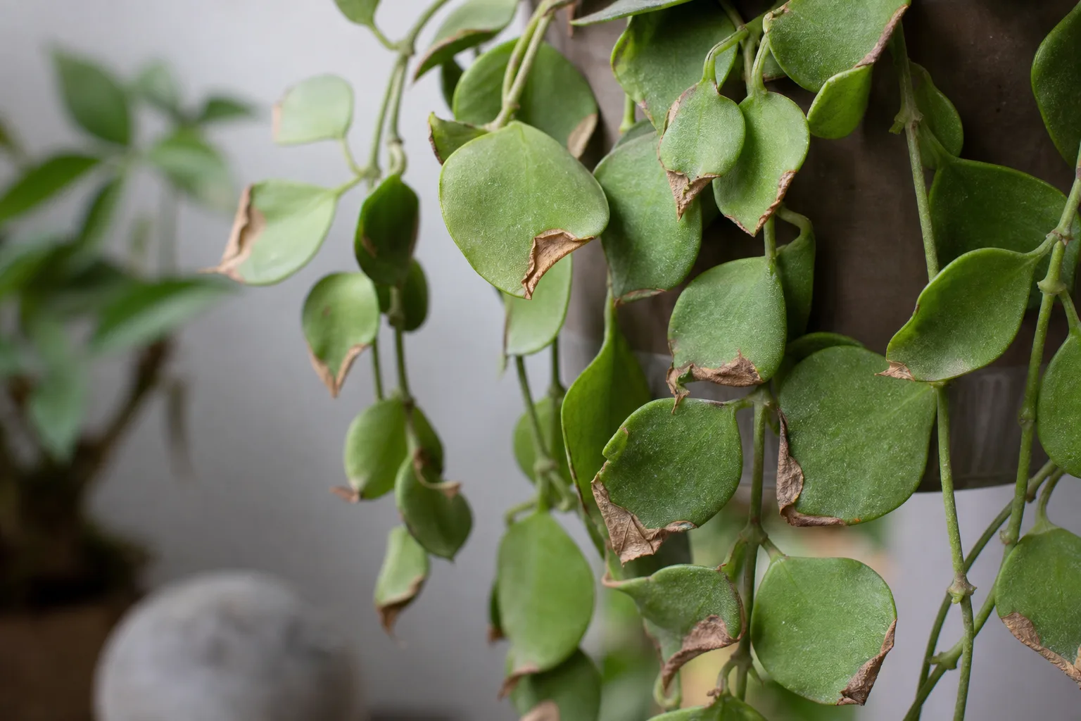 Low Humidity on Dischidia - visible symptom on the plant
