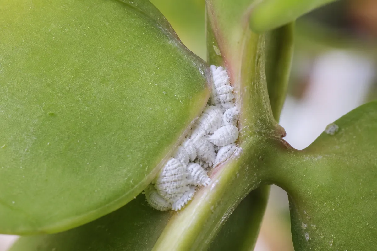 Close-up of mealybugs on Dischidia - white cottony clusters in a leaf axil on a coin-leaf vine