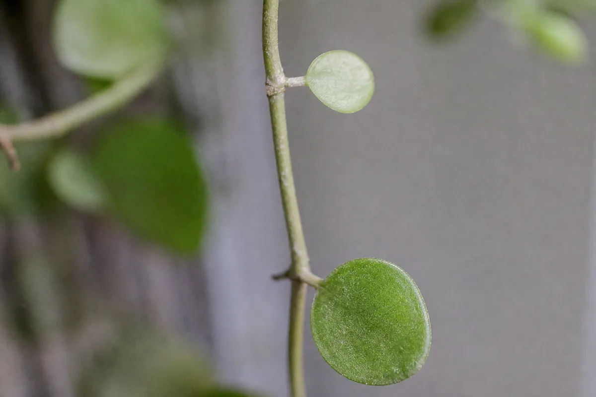 Close-up of low light on Dischidia - stretched internode gap and smaller pale new leaf on wiry stem