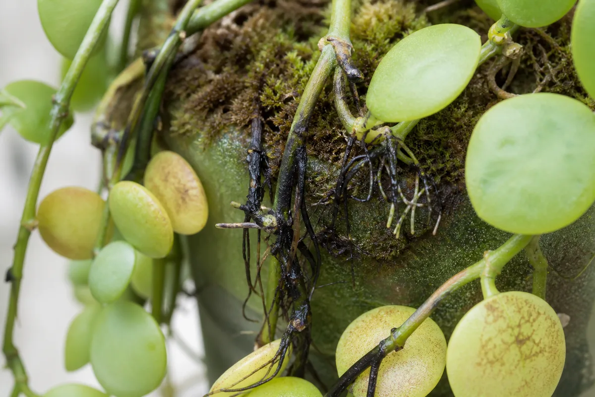 Close-up of Root Rot on Dischidia - diagnostic detail
