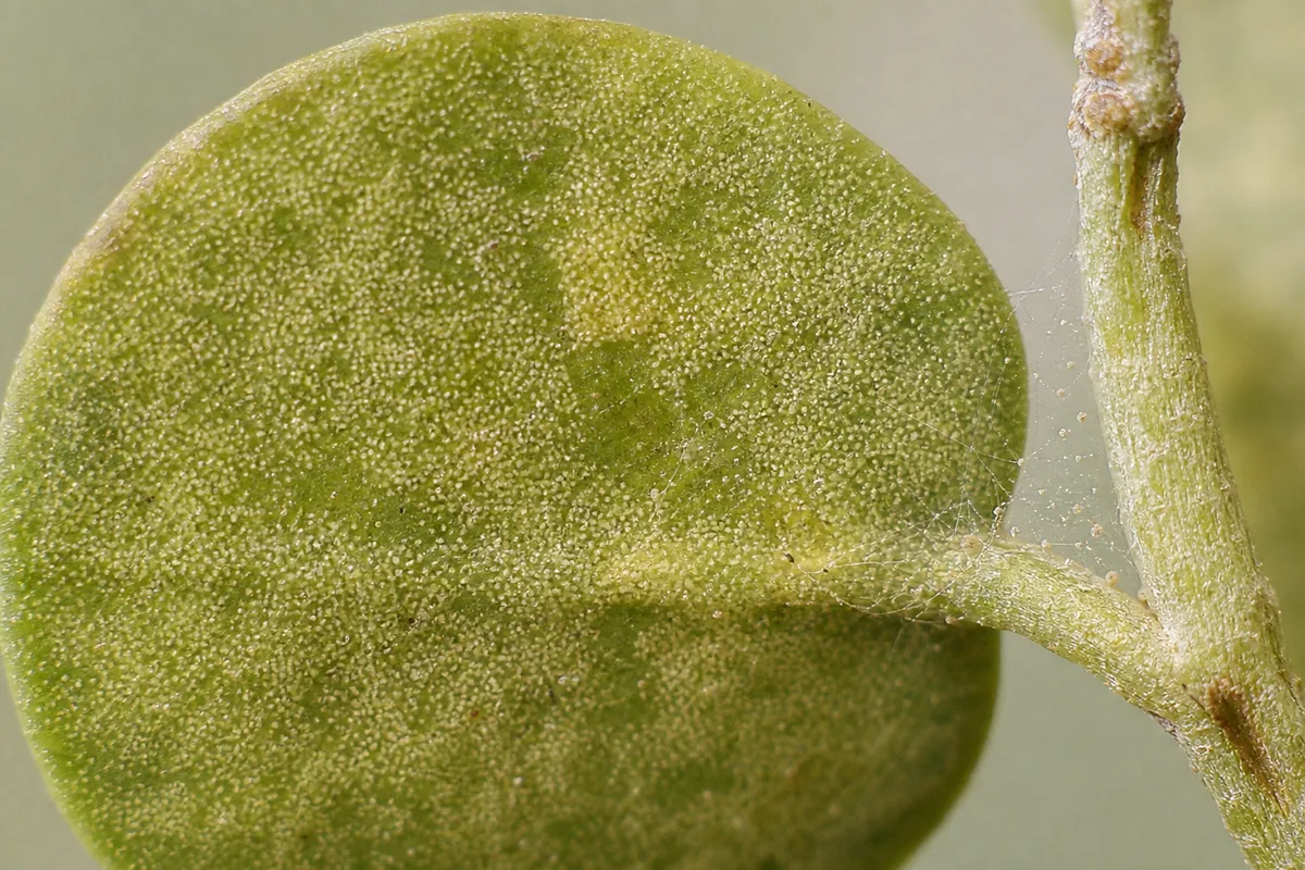 Close-up of spider mites on Dischidia - yellow stippling on coin leaf underside with webbing at stem joint