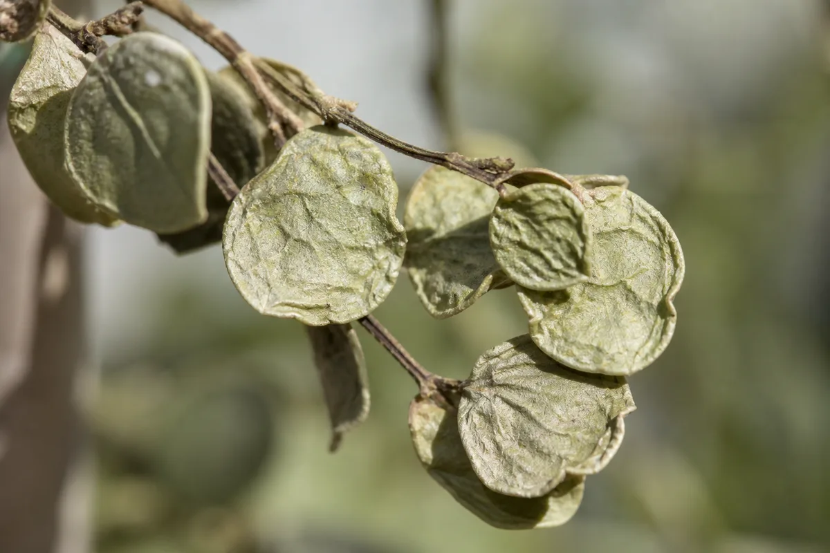 Close-up of Underwatering on Dischidia - diagnostic detail