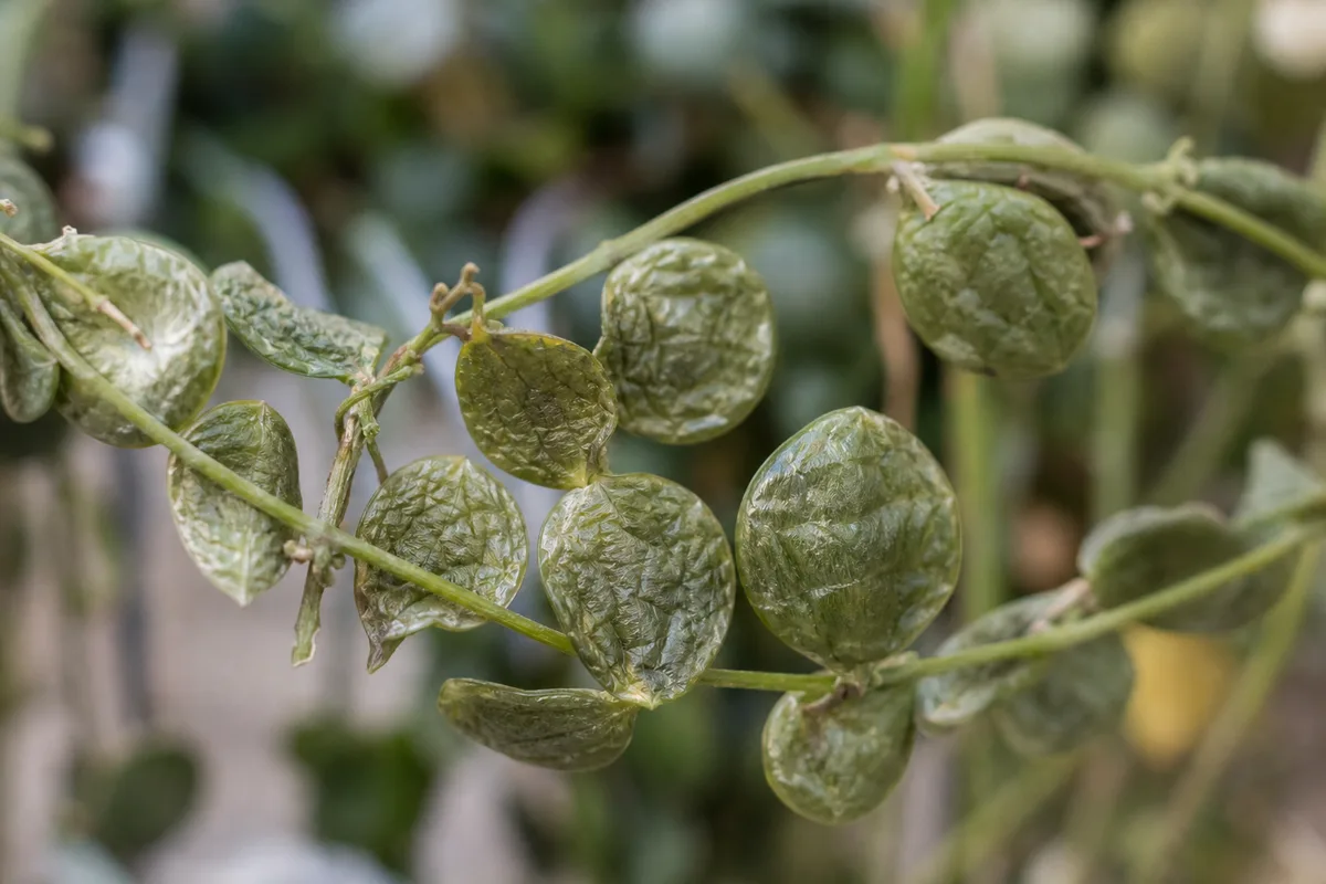 Close-up of wilting on Dischidia - deflated wrinkled coin leaves on a sagging vine segment