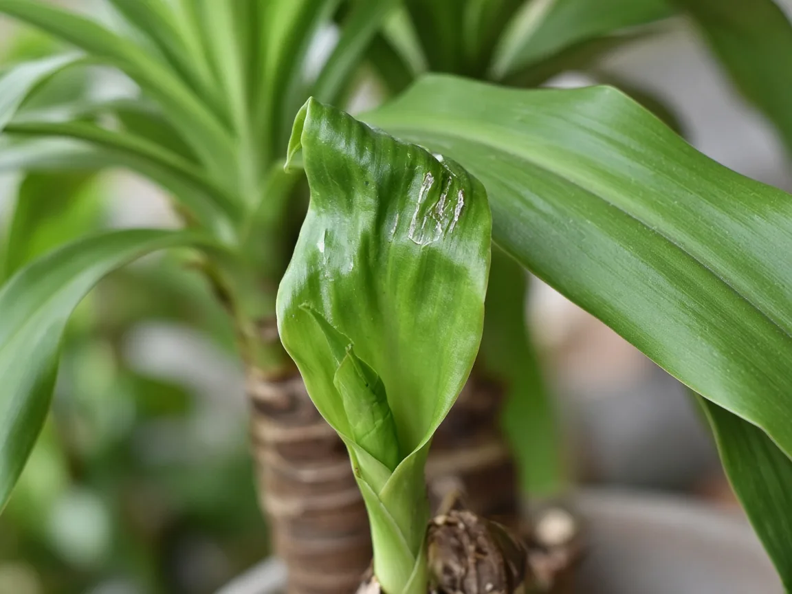 Close-up of distorted leaves on Dracaena showing puckered rippled strap blade with silvery streaking at an unfurling cane crown