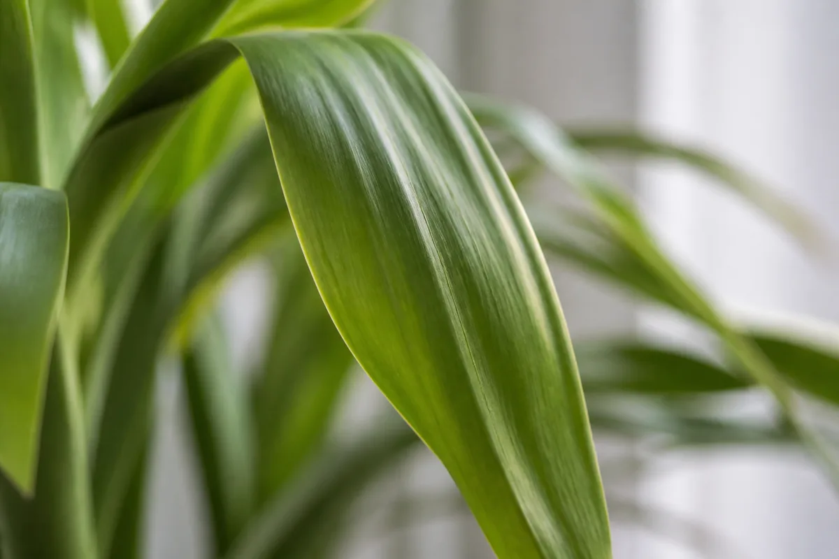 Close-up of drooping leaves on Dracaena - broad strap leaf hanging limply with soft thin texture