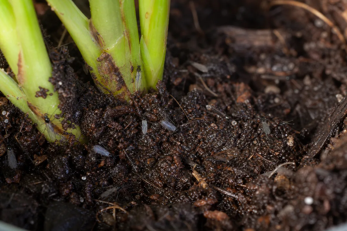 Close-up of Fungus Gnats on Dracaena - diagnostic detail