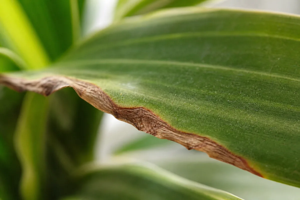 Close-up of Low Humidity on Dracaena - diagnostic detail