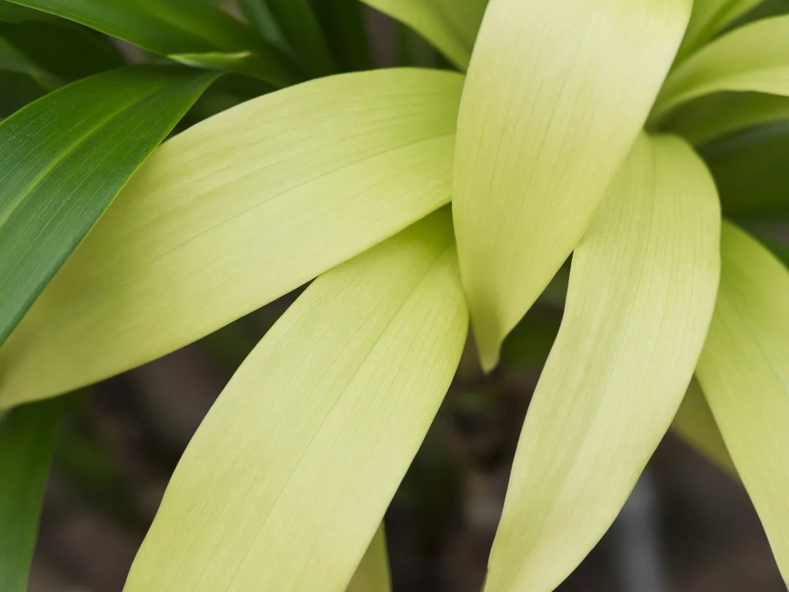 Close-up of Nitrogen Deficiency on Dracaena - diagnostic detail
