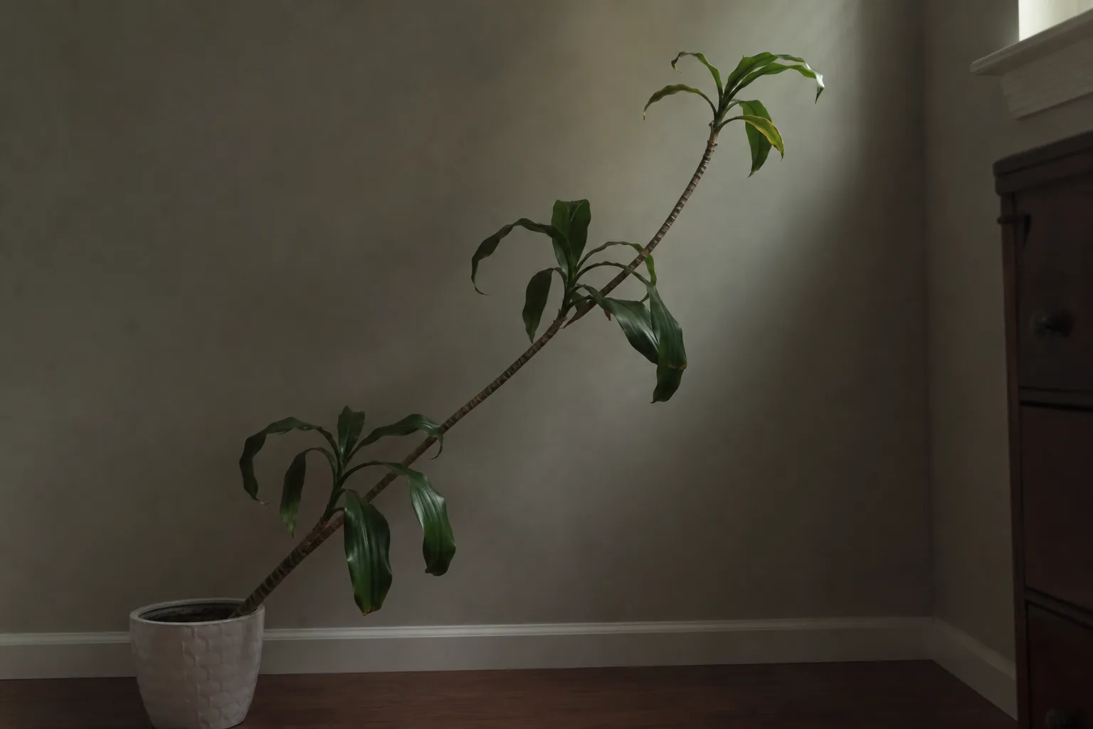 Not enough light on Dracaena - stretched cane leaning toward a dim indoor corner