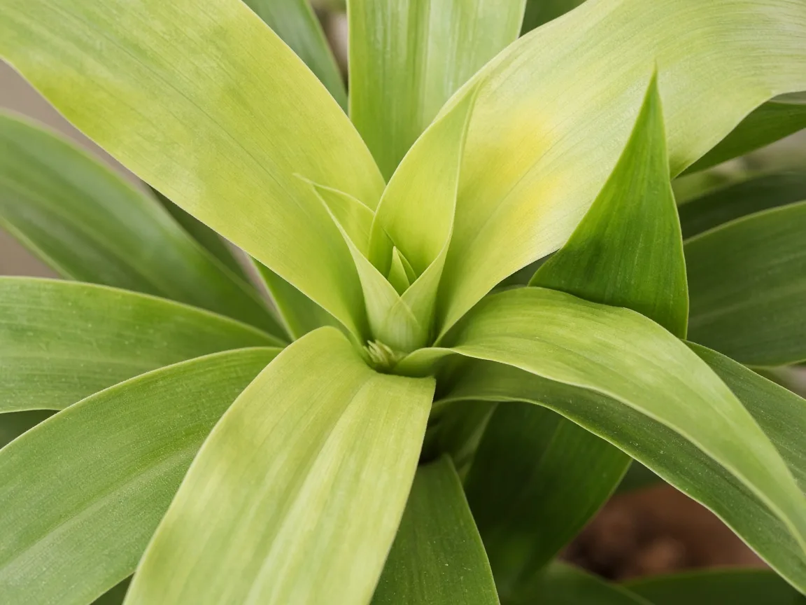 Close-up of Pale Leaves on Dracaena - diagnostic detail