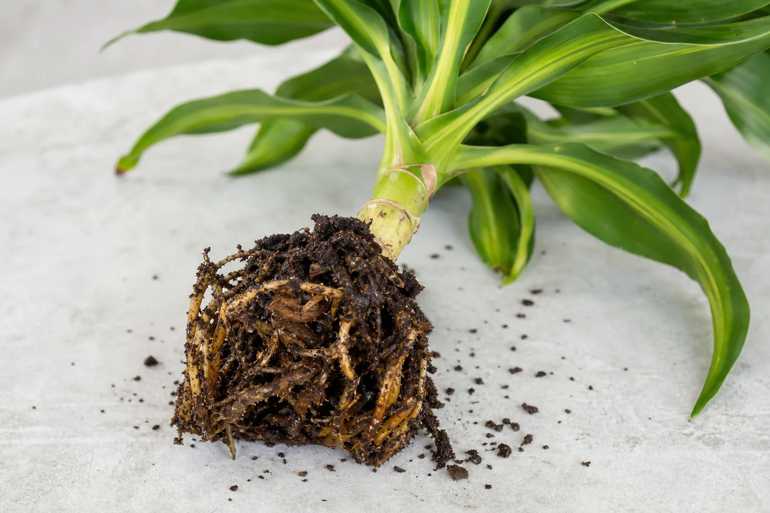 Root Rot on Dracaena - visible symptom on the plant