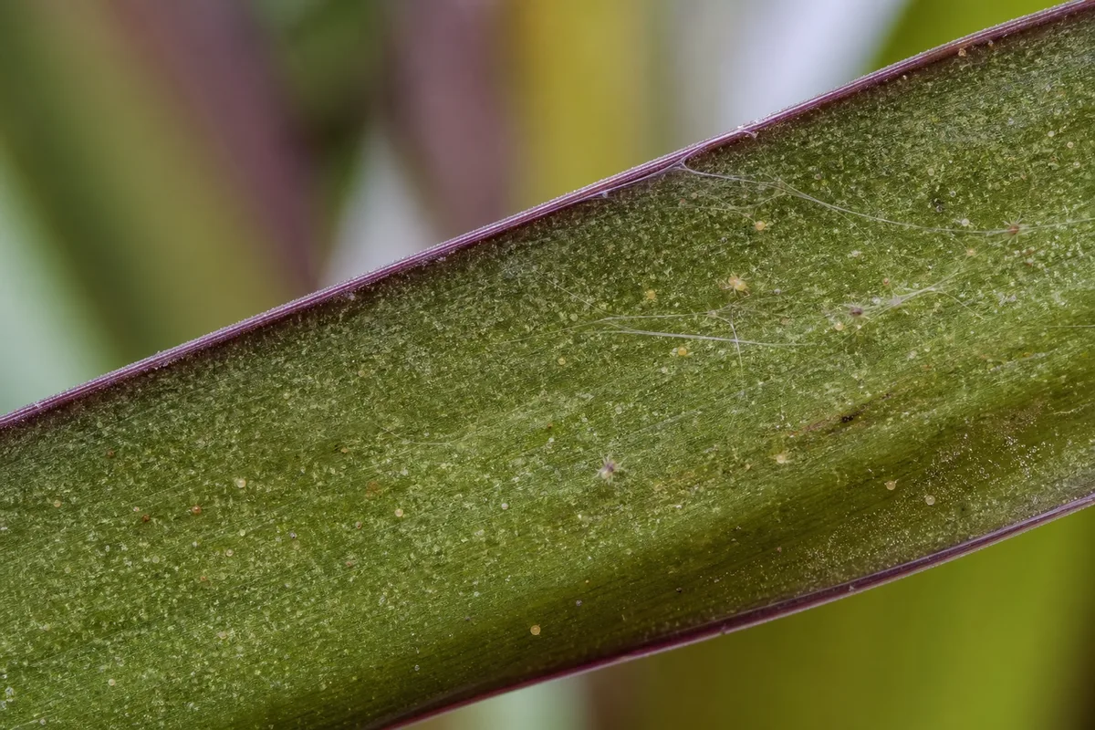 Close-up of Spider Mites on Dracaena - diagnostic detail