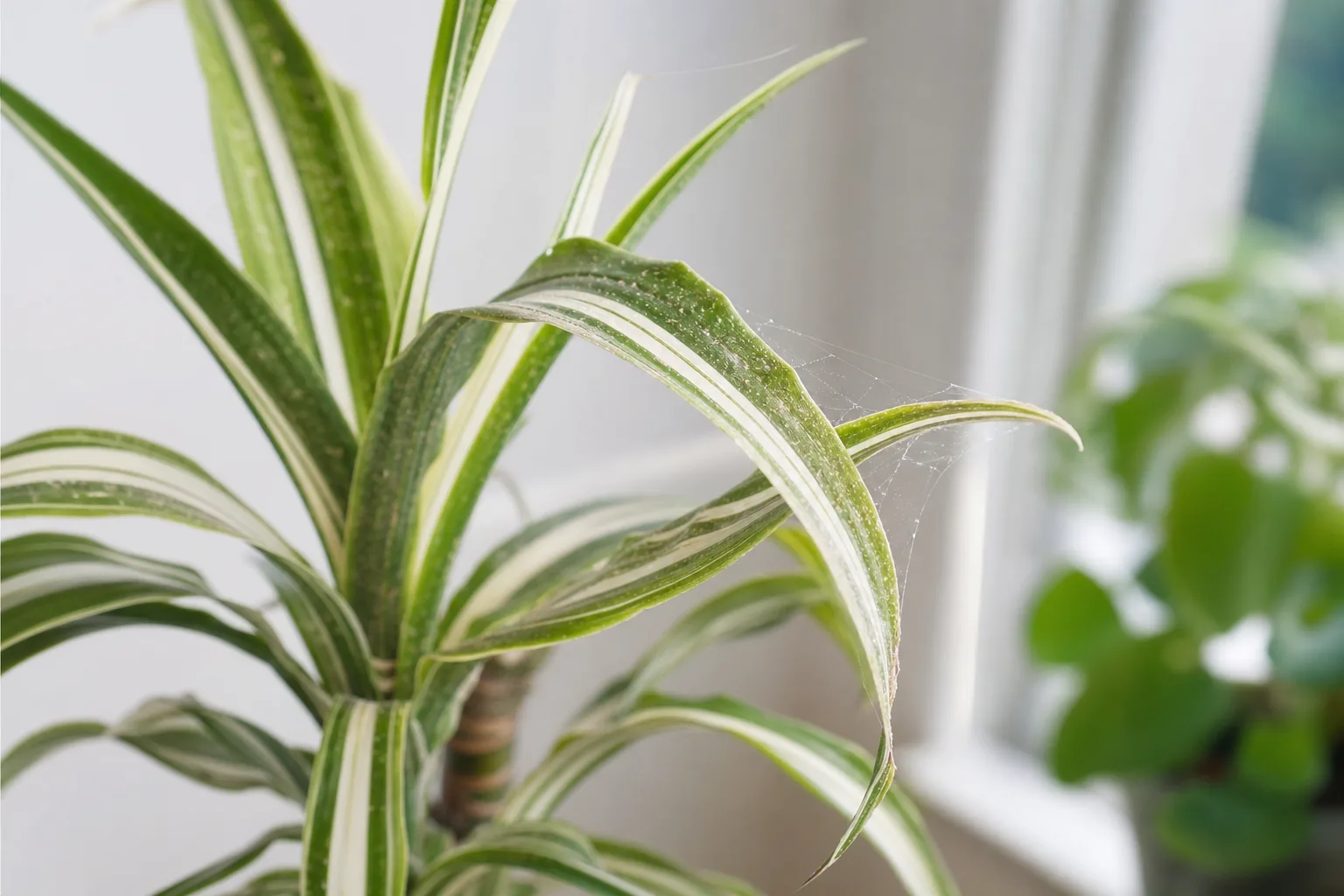 Spider Mites on Dracaena - visible symptom on the plant