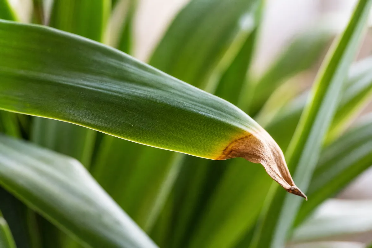 Close-up of Underwatering on Dracaena - diagnostic detail
