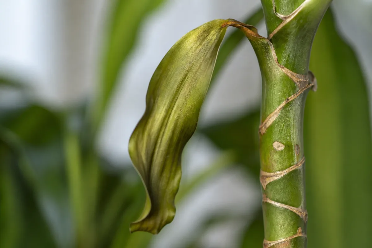 Close-up of Wilting on Dracaena - diagnostic detail