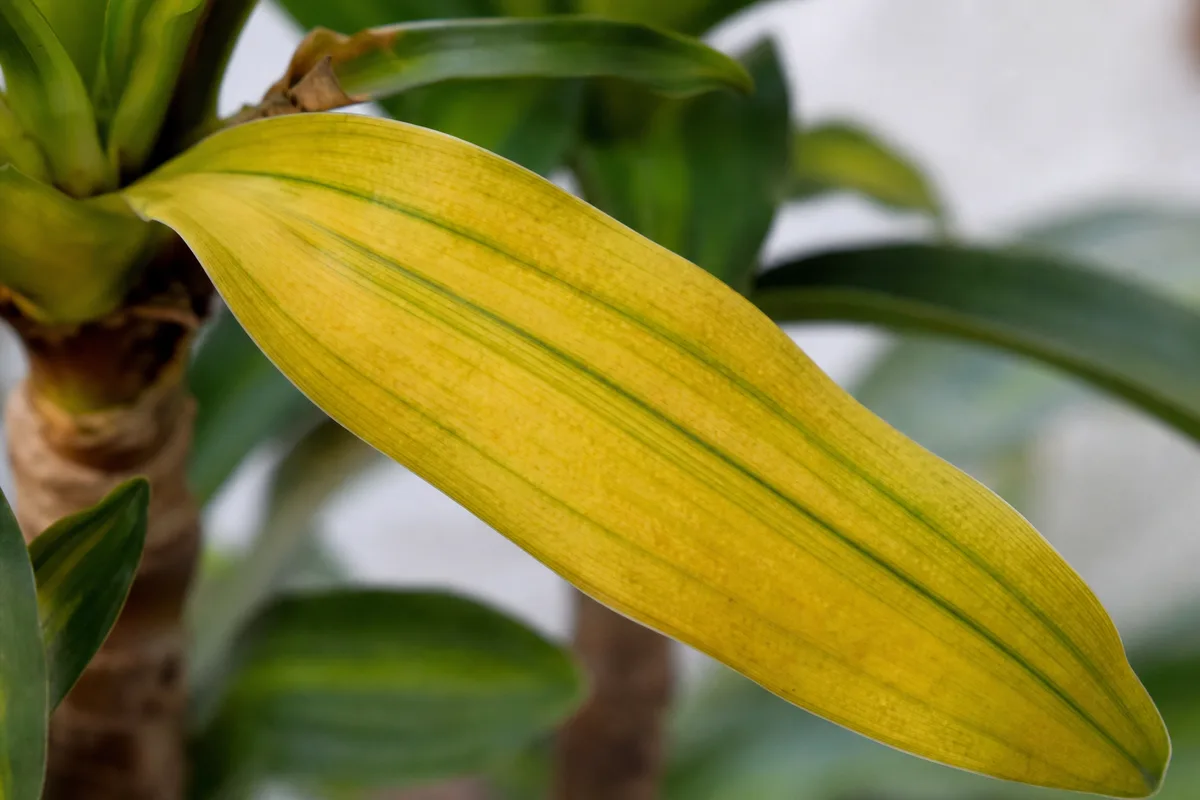 Close-up of Yellow Leaves on Dracaena - diagnostic detail