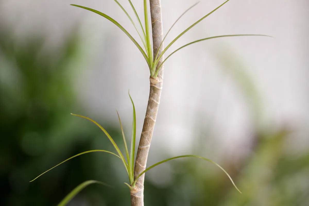 Close-up of Leggy Growth on Dragon Tree - diagnostic detail