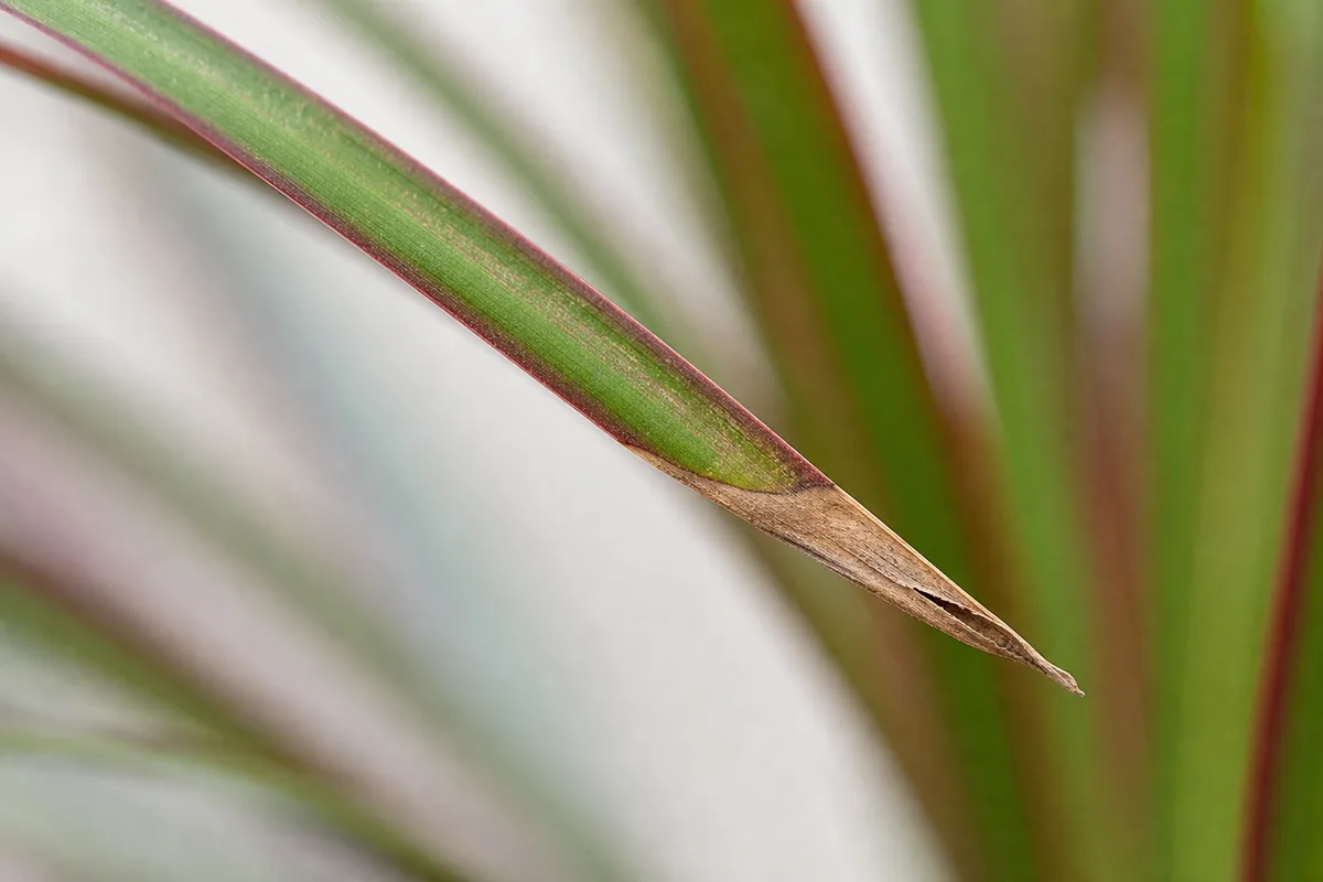 Close-up of Low Humidity on Dragon Tree - diagnostic detail