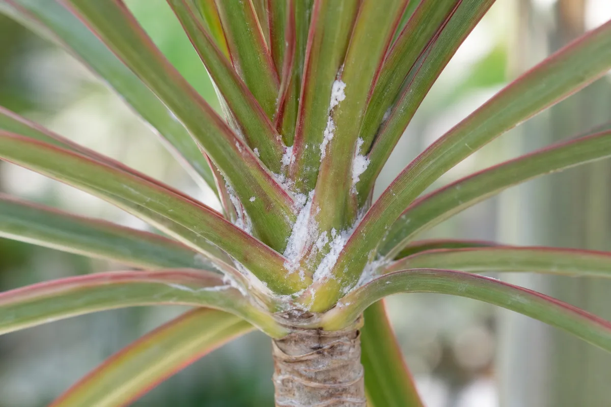 Close-up of mealybugs on Dragon Tree - white cottony wax masses in a narrow-leaf crown rosette at a cane tip