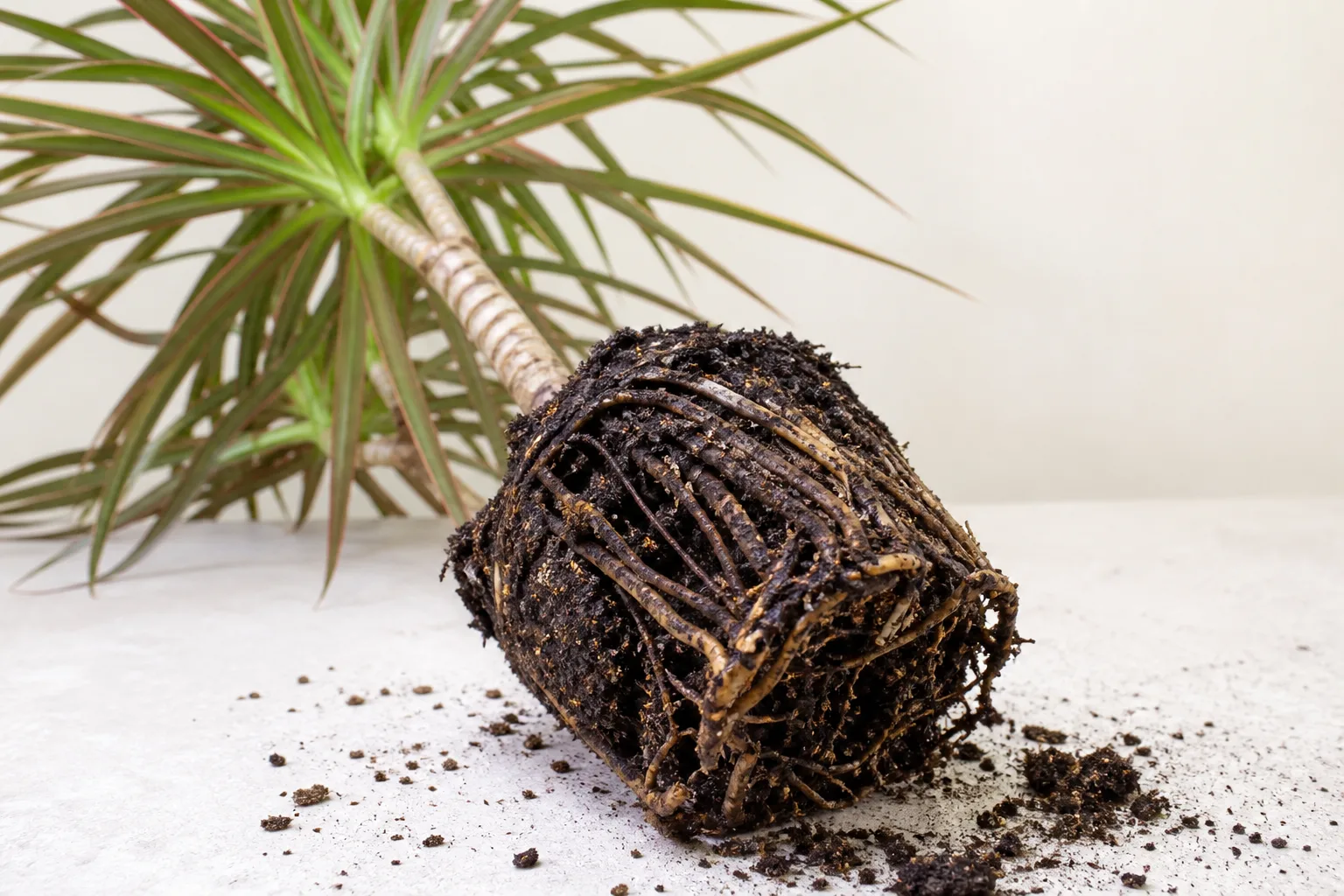 Root Rot on Dragon Tree - visible symptom on the plant
