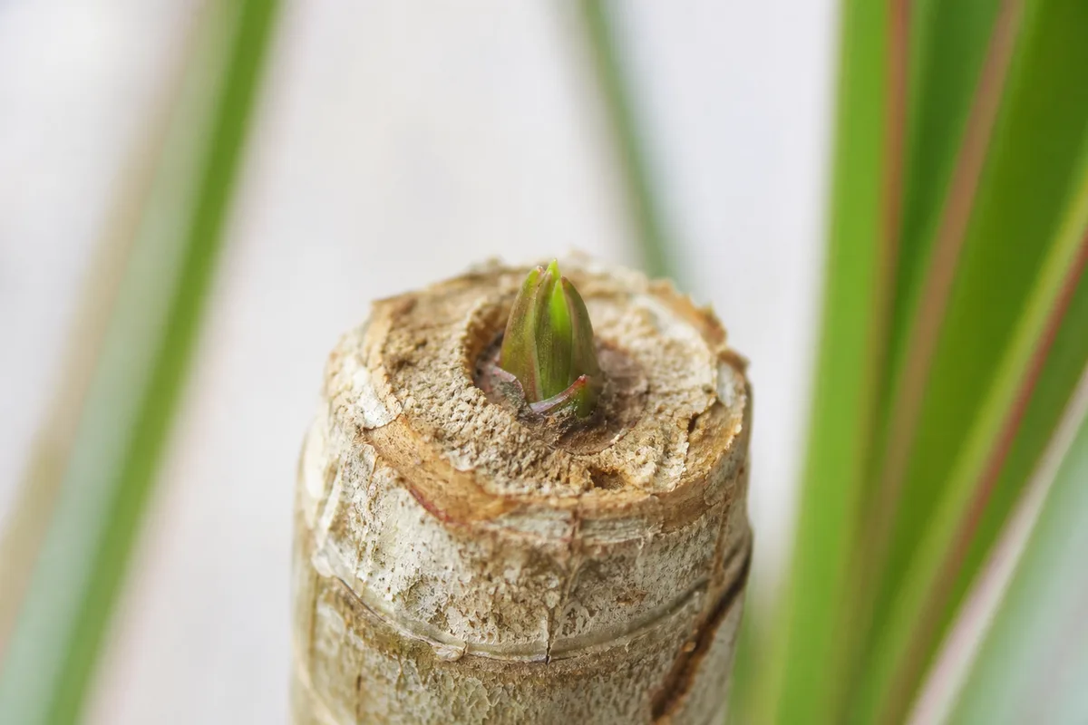 Close-up of Slow Growth on Dragon Tree - diagnostic detail