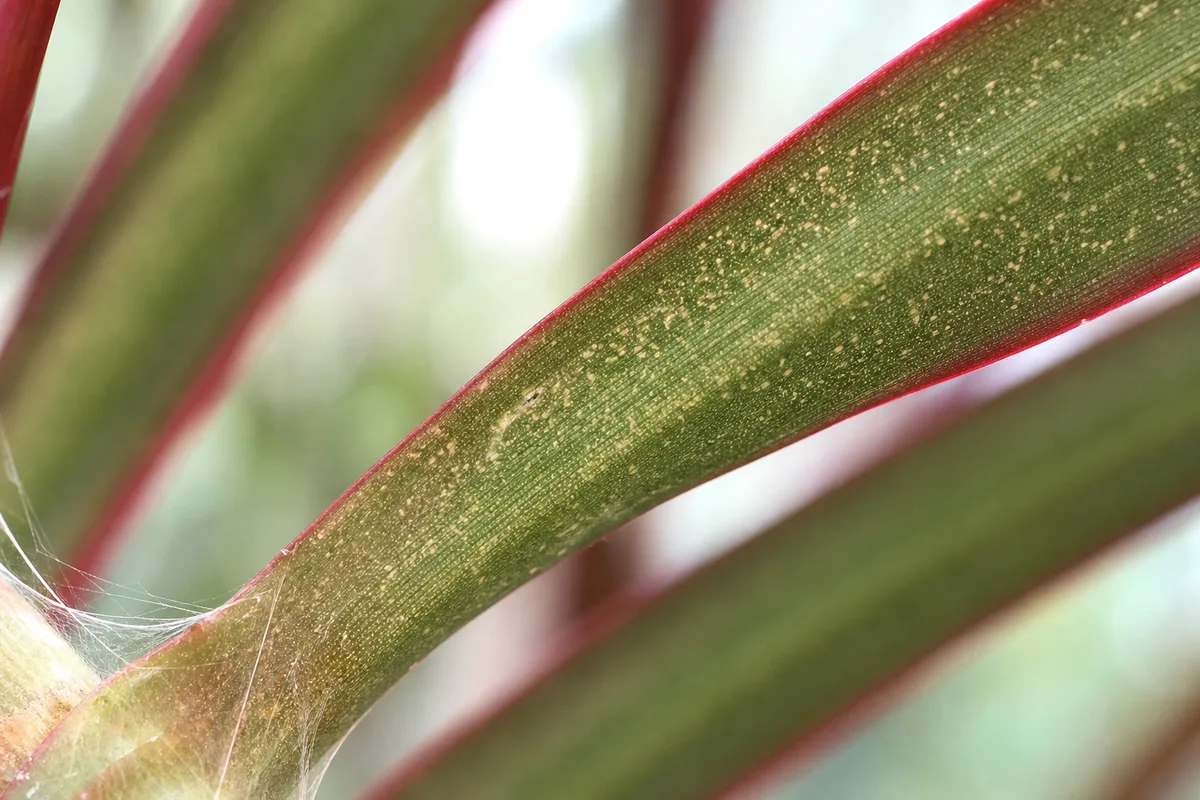 Close-up of spider mites on Dragon Tree - fine yellow pinprick stippling and silk webbing on a strap leaf underside