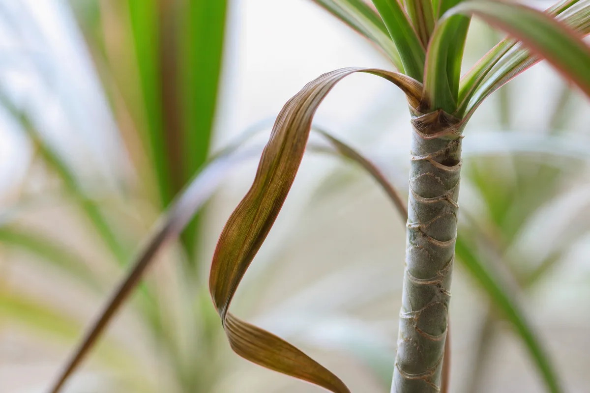Close-up of Wilting on Dragon Tree - diagnostic detail