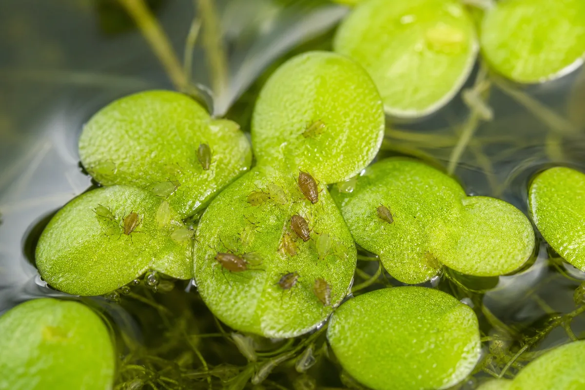 Close-up of aphids on Duckweed - tiny soft-bodied green and brown insects clustered on floating fronds