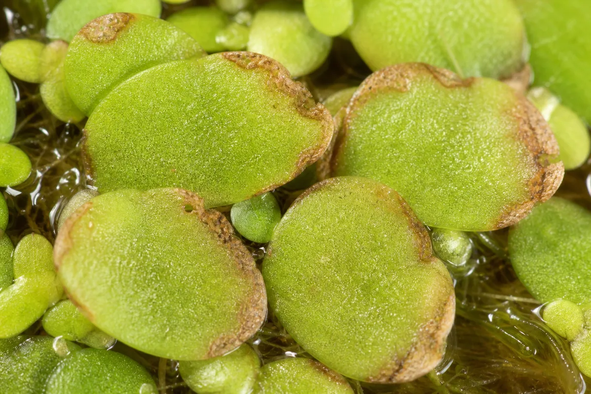 Close-up of Brown Tips on Duckweed - diagnostic detail