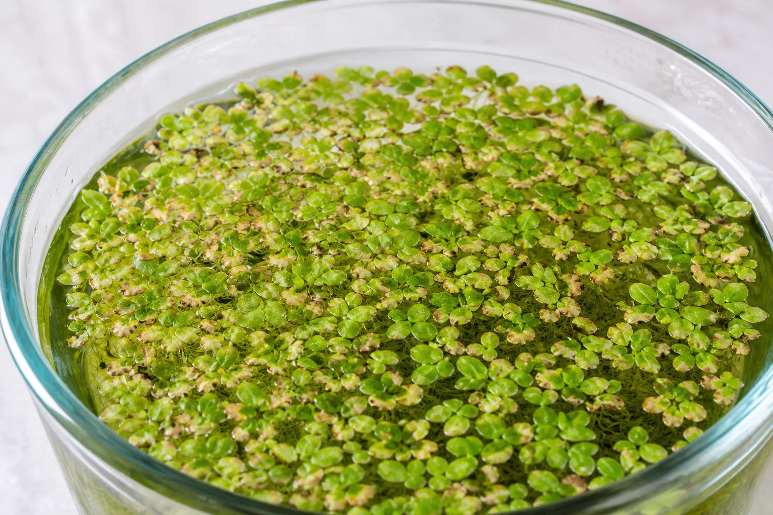 Brown Tips on Duckweed - visible symptom on the plant