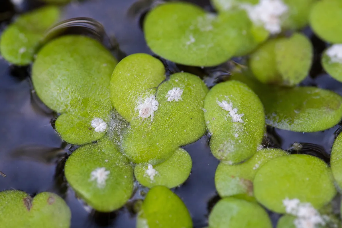 Close-up of mealybugs on Duckweed - white waxy cottony clusters on tiny green fronds at the waterline