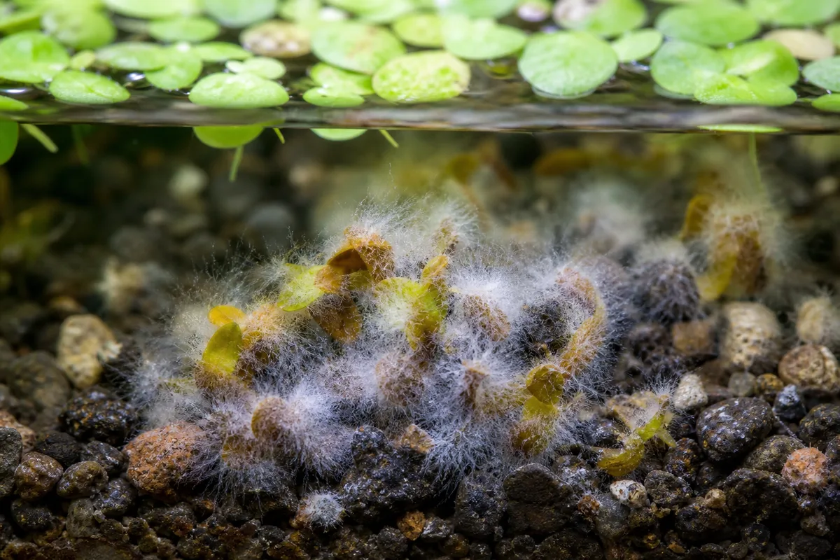Close-up of mold on soil on Duckweed - white cottony fuzz on aquarium gravel around sunken brown fronds