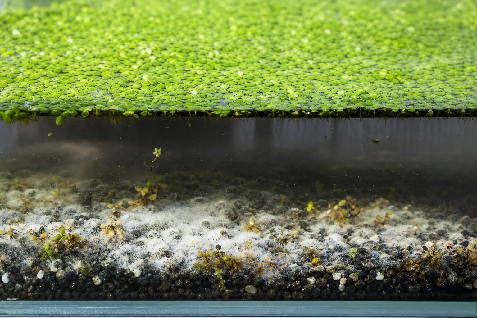 Mold on soil on Duckweed - white fuzzy growth on aquarium gravel beneath a green floating mat