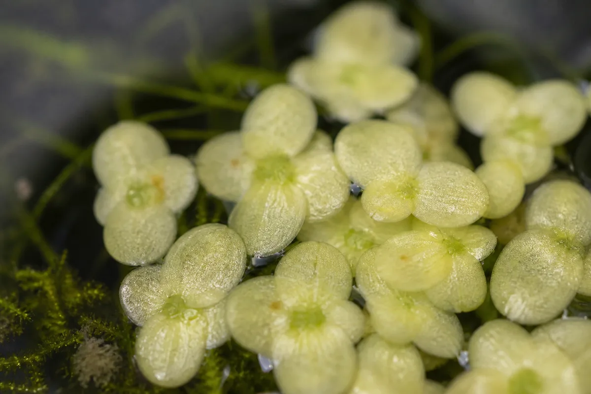 Close-up of Not Enough Light on Duckweed - diagnostic detail