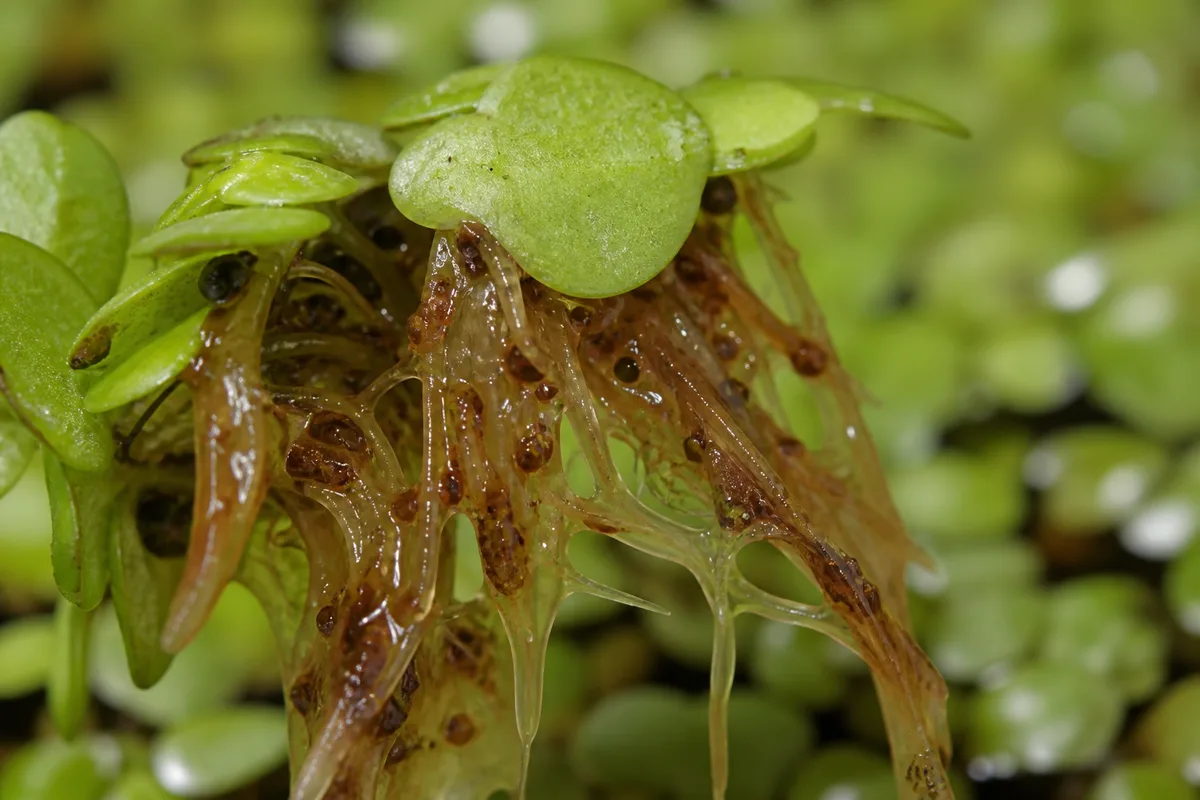 Close-up of Root Rot on Duckweed - diagnostic detail