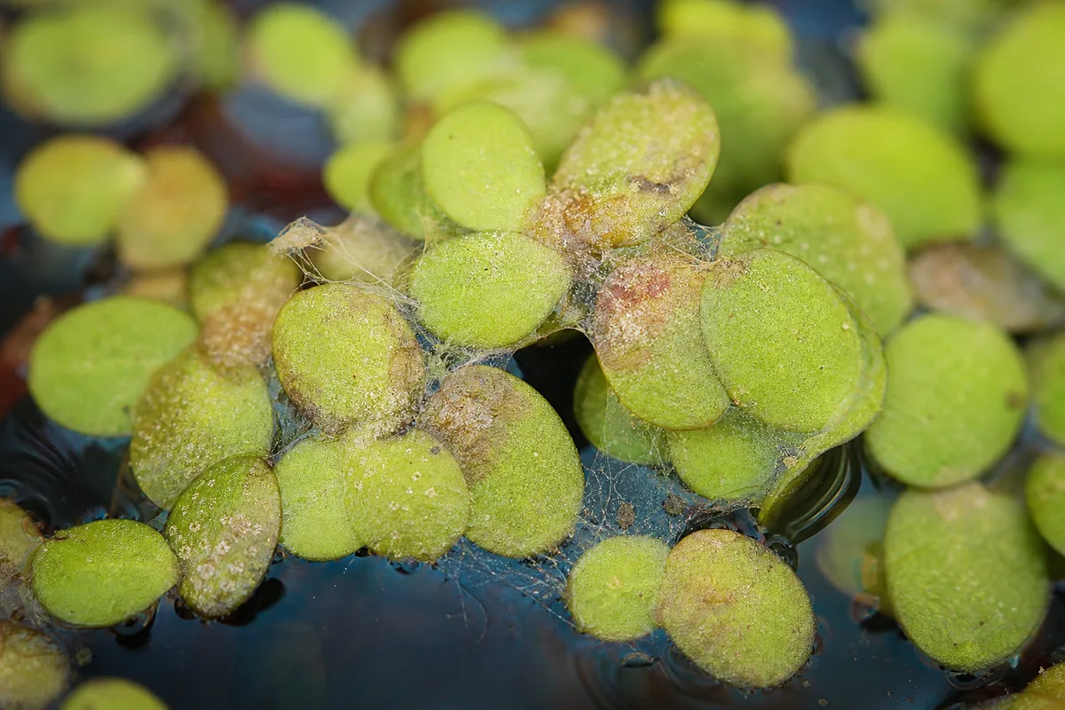 Close-up of spider mites on duckweed - pale stippling and fine silk webbing at overlapping frond edges on a floating mat