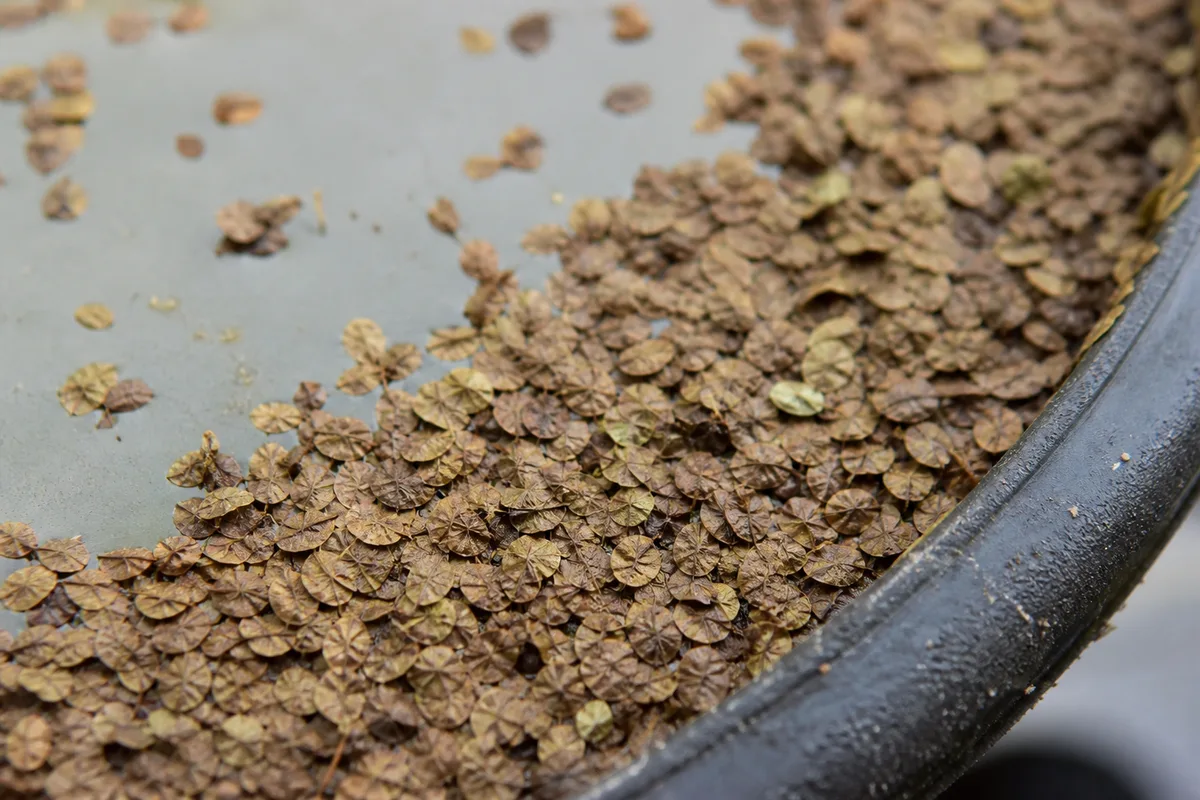 Close-up of Underwatering on Duckweed - diagnostic detail