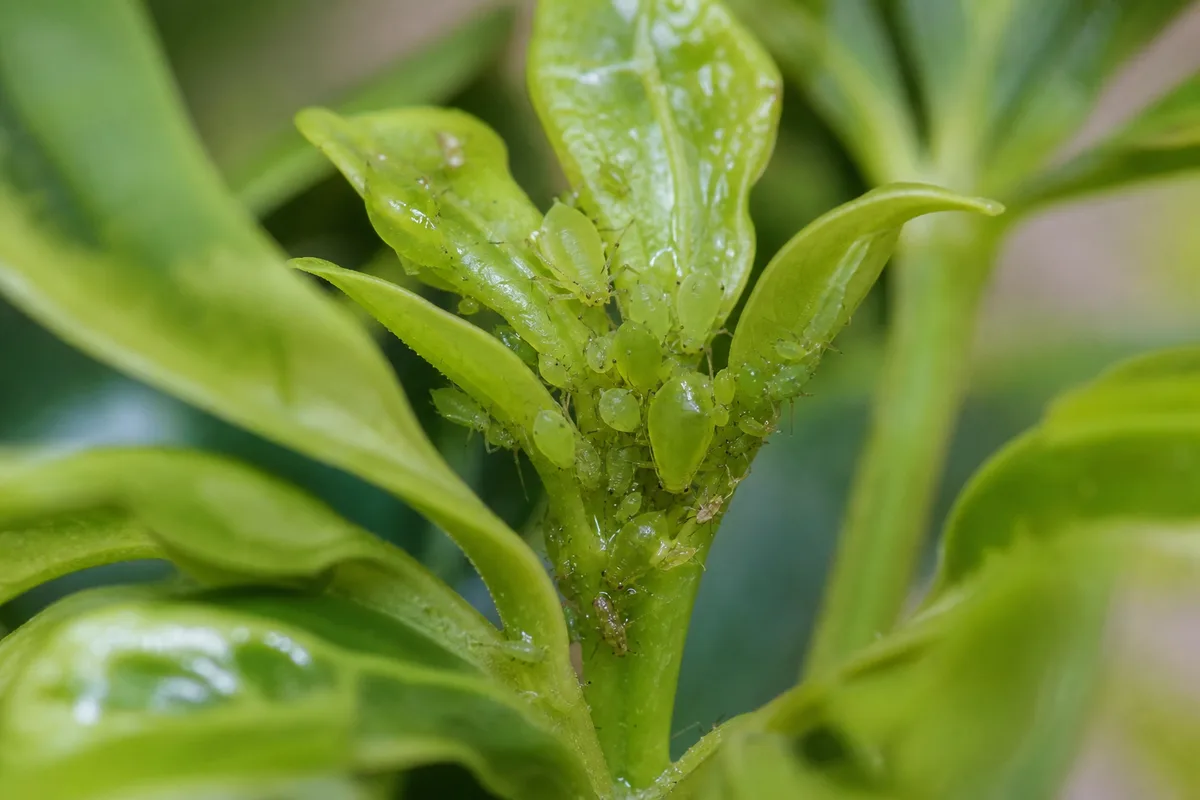 Close-up of Aphids on Dwarf Umbrella Tree - diagnostic detail