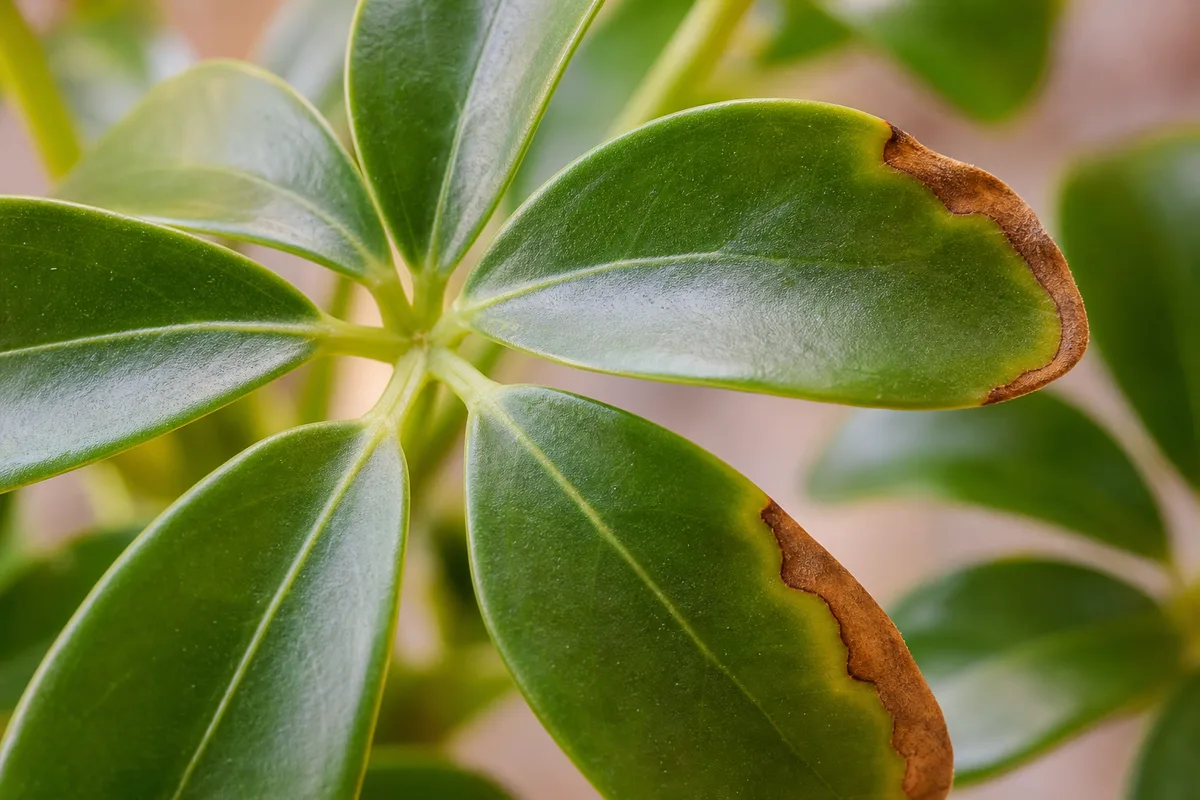 Close-up of brown tips on dwarf umbrella tree - crisp tan-brown dry edges on one or two glossy leaflets in a whorl